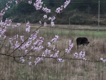 永州双牌：云雾阳明山 百花初醒“撩”春梢