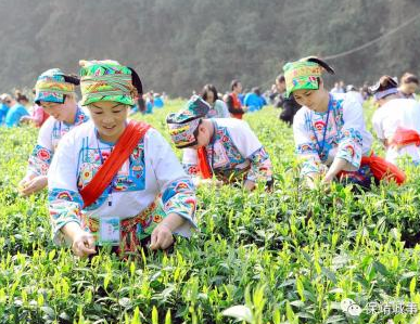 隆平茶业牵手保靖黄金茶