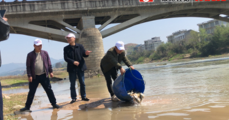 低庄镇：开展放鱼养水 保护生态环境
