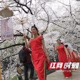 漫天樱花里  老人花样旗袍秀惊艳众人（图）