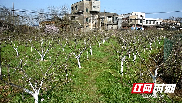 桃树成林映春光 湘潭竹埠港里居民“心花”开