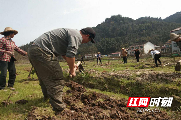 安化东坪镇马渡村:春耕生产在行动