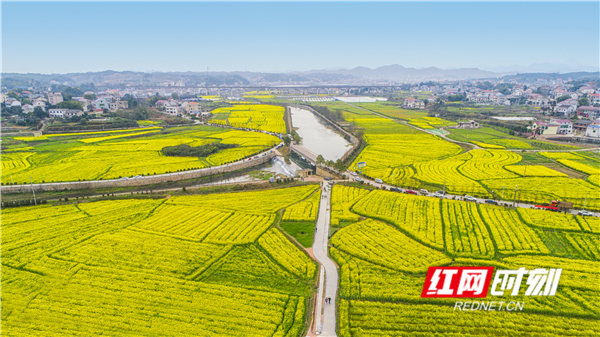 娄底大埠桥:油菜花海里耕读文化领跑乡村振兴