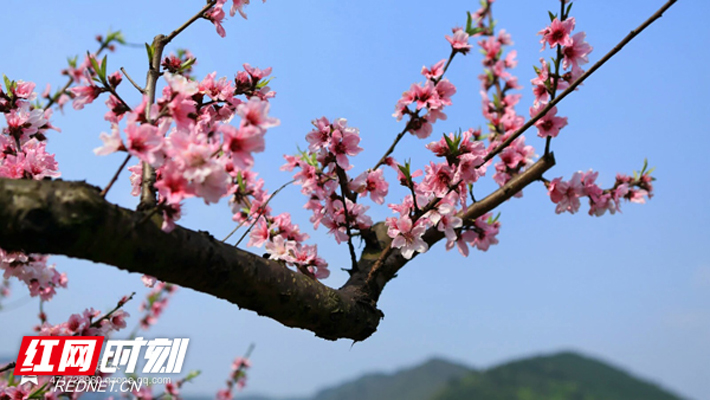 花开，客来，山乡美 第三届车江桃花节开幕