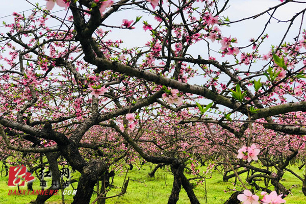 　　红网时刻永州3月27日讯 （通讯员 蒋晓国 谭诚）3月26日，道县大坪铺农场一处几十亩的桃花园里造型独特的桃花绚丽绽放，吸引不少游人前来赏花。