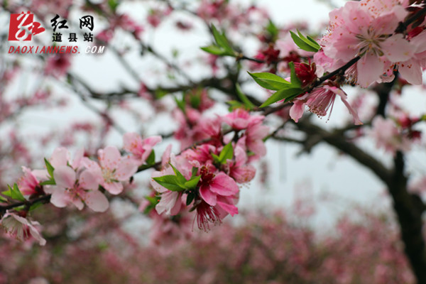 　　3月26日，道县大坪铺农场一处几十亩的桃花园里造型独特的桃花绚丽绽放，吸引不少游人前来赏花。