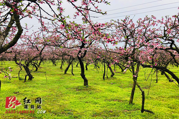 　　3月26日，道县大坪铺农场一处几十亩的桃花园里造型独特的桃花绚丽绽放，吸引不少游人前来赏花。