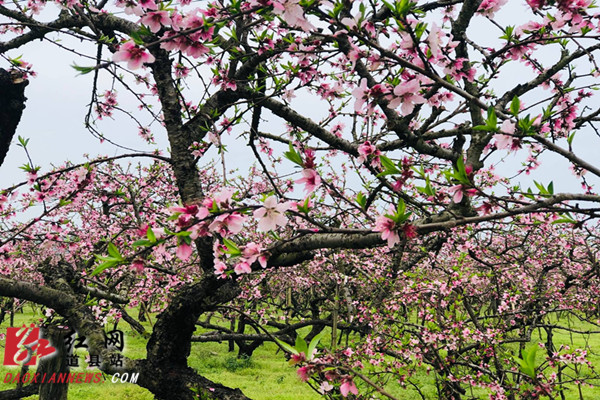 　　3月26日，道县大坪铺农场一处几十亩的桃花园里造型独特的桃花绚丽绽放，吸引不少游人前来赏花。