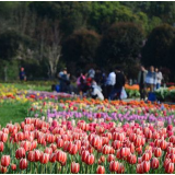 组图丨樱花郁金香开得贼漂亮 省植物园进入最佳赏花季