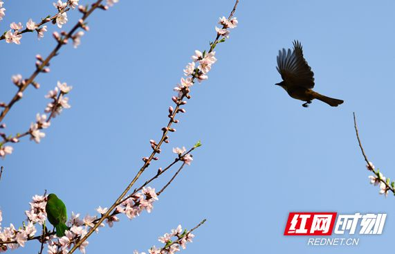 张家界黄龙洞景区：红粉枝头春意闹