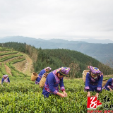 双牌云台山抢摘“明前茶”