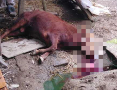 低庄镇:民警连开枪击毙"伤人疯牛"保平安