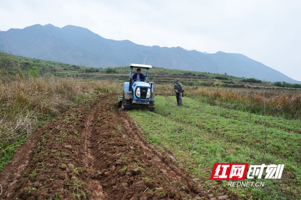 江华:菊芋基地耕种忙