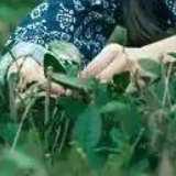 第四届全民品茶周暨桃源红茶节4月14日在北京举行开幕式