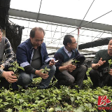 零陵芬香村：精准施策“摘穷帽” 产业扶贫“拔穷根”