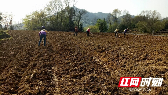 永定区王家坪镇木山村整地忙  发展茅岩莓产业前景好