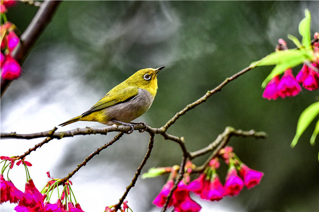 省植物园里，草绿色的秀眼儿鸟在缤纷的花朵中敏捷地穿飞跳跃