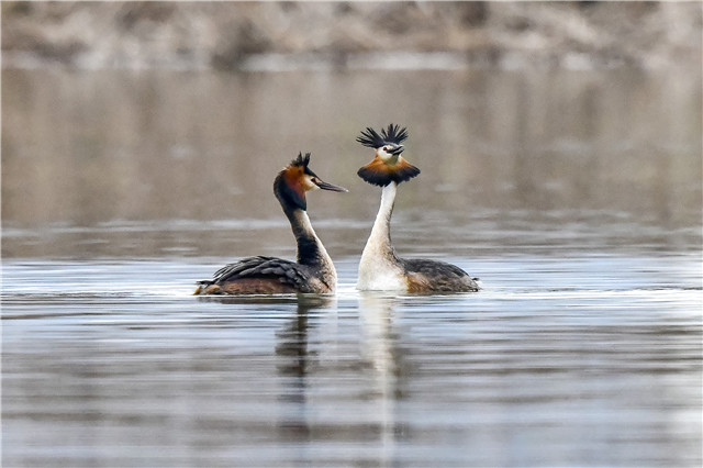 松雅湖湿地公园里，两只凤头鸊鷉相偎相依，优雅的在水面游曳