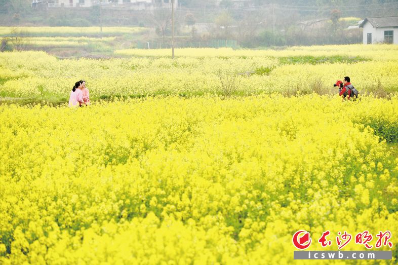 　　游客在含浦油菜花田中赏花游玩。    长沙晚报全媒体记者 邹麟 摄