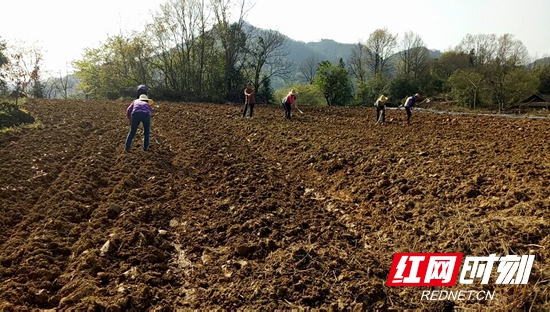 木山村菜家湾茅岩莓试点基地整地、铺膜场景 (1).jpg