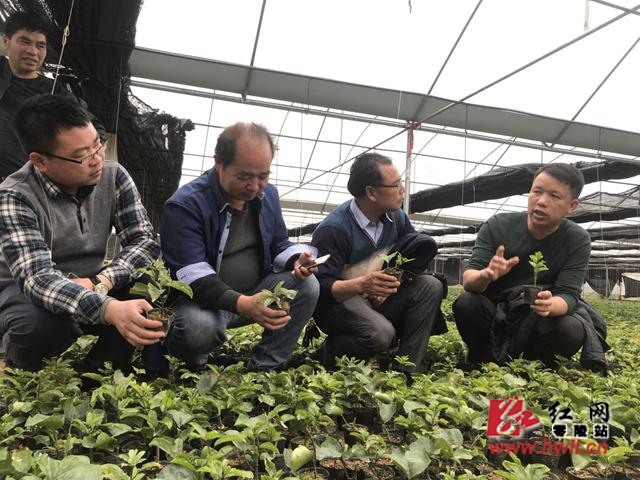 芬香村：精准施策“摘穷帽” 产业扶贫“拔穷根”