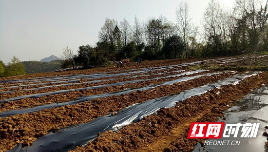 木山村菜家湾茅岩莓试点基地整地、铺膜场景 (2).jpg