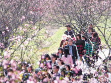 宁乡“桃花仙子”端出文旅大餐