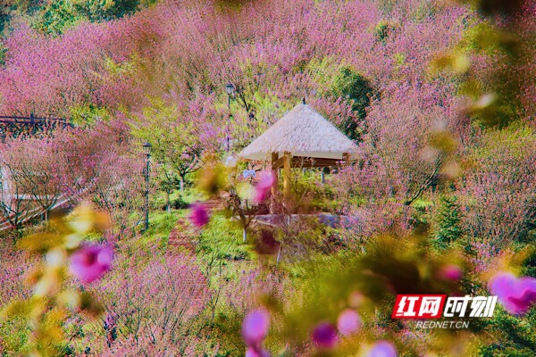 洪江樱花节2021年图片