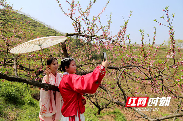 洪江市：相遇桃源，黔城桃花会盛大举行
