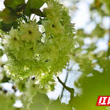 花草新闻社|见过绿色樱花吗？歌里唱的“鲁冰花”原来长这样