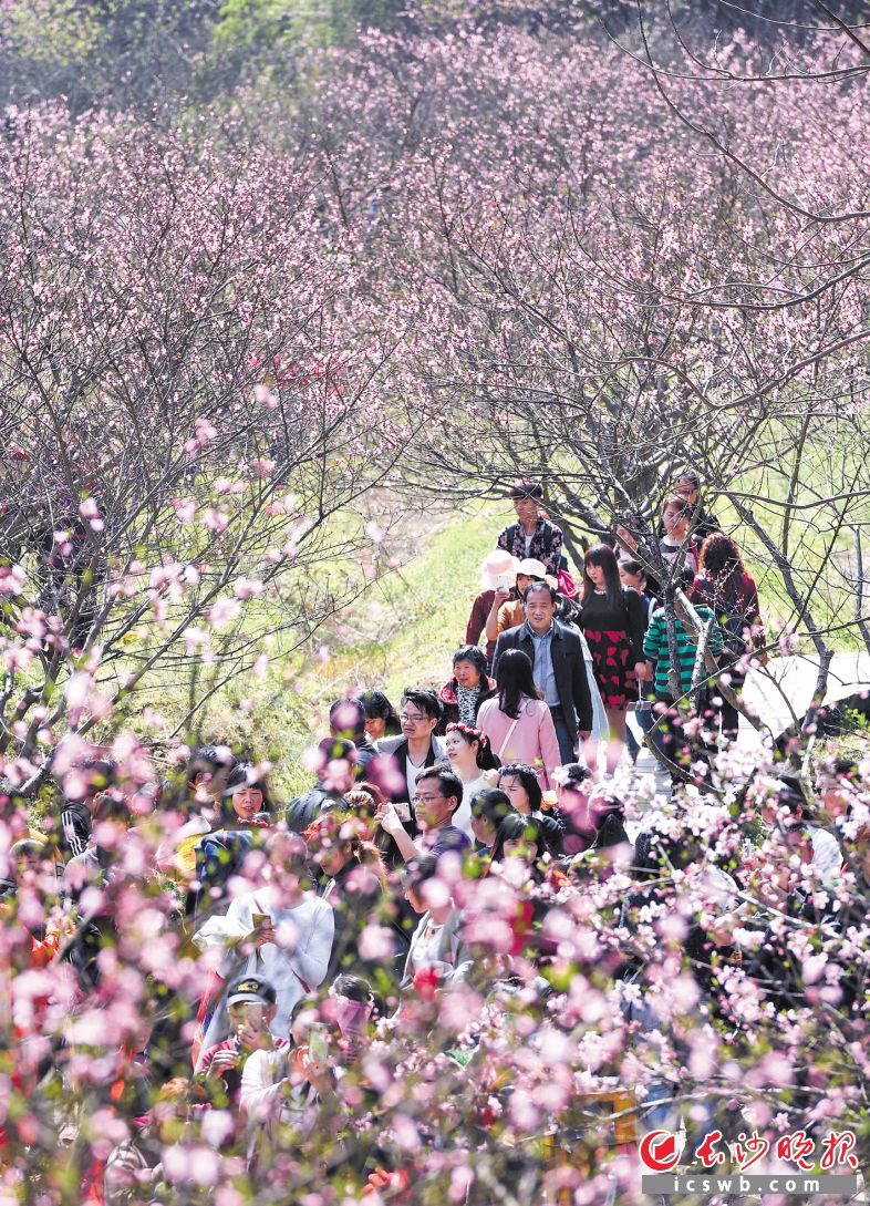 　　昨日，2019宁乡市文化旅游节暨第九届灰汤桃花节在灰汤镇开幕，游人如织赏美景。　　长沙晚报全媒体记者 王志伟 摄