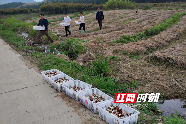 道县：“小蘑菇”走向“大路子”