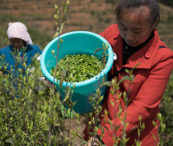 蓝山：采摘制作明前茶