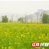 第四届含浦油菜花节启幕 6500亩花海扮靓长沙的春天
