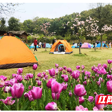 第三届长沙杜鹃花旅游文化节启幕 4月去赏百亩杜鹃花