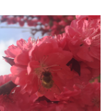  冷水滩敏村：夹岸桃花蘸水开