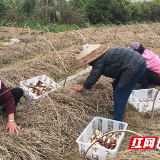 道县：大球盖菇抢“鲜”上市  助农脱贫致富