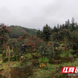 金洞：茶花争相怒放 迎接各方宾客