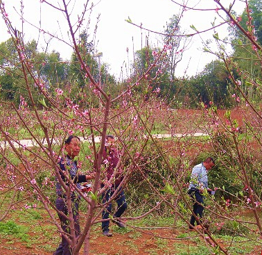 新邵刘什坝村：桃花盛开惹人醉