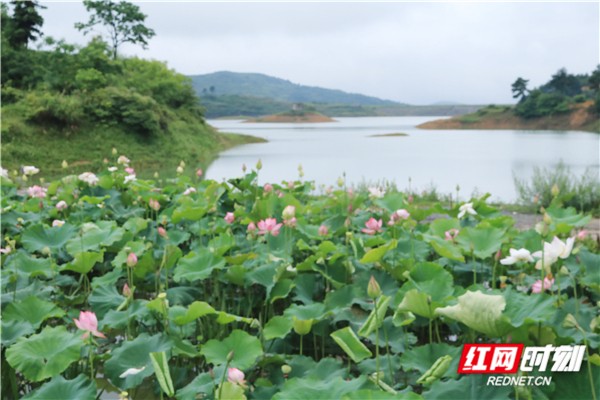 万水洞水库氧化塘.jpg 万水洞水库氧化塘.jpg