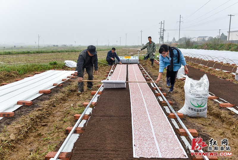 丰瑞农机合作社尝试无盘育秧新技术