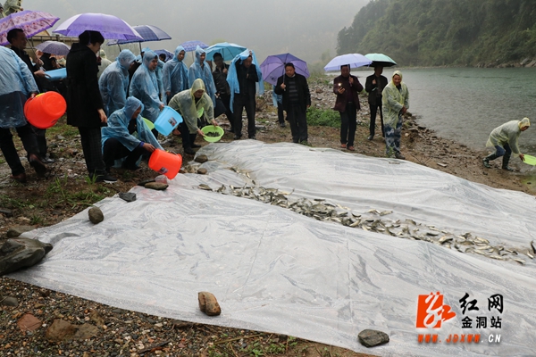 金洞：10万鱼苗放流金白河  打造生态水系