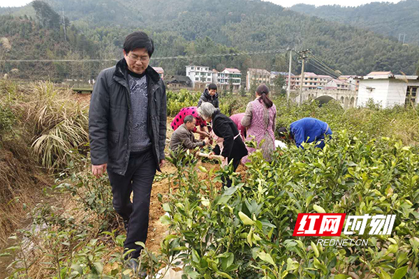 夏刚强在泥泞的地里来回指导村民栽植各类果树苗木。.jpg