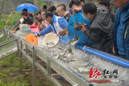 东安县百万尾鱼苗放流紫水