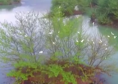 双牌： 湿地公园成为鸟类天堂