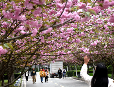 人间最美四月天 吉首大学张家界学院“樱花节”又来了
