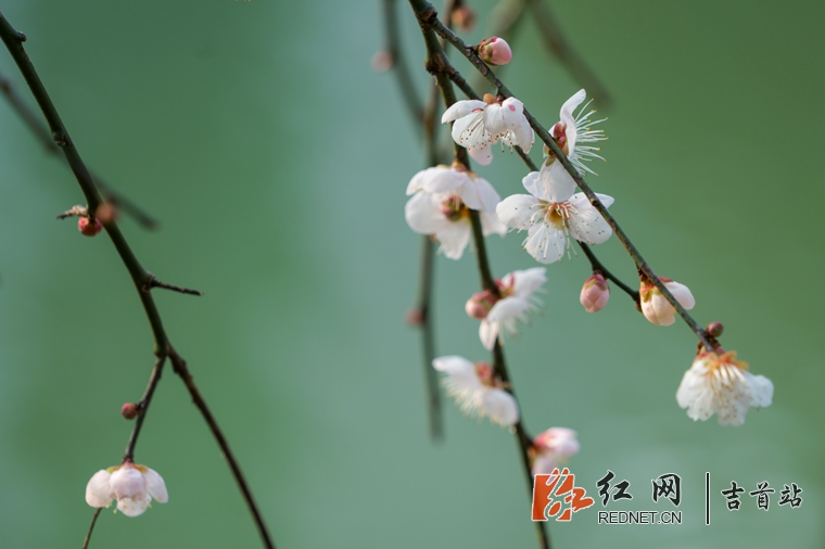 DSC01062_??.jpg