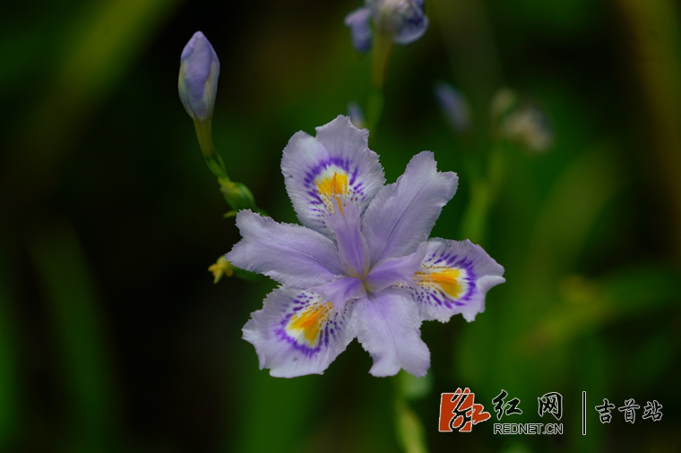 DSC01517_??.jpg