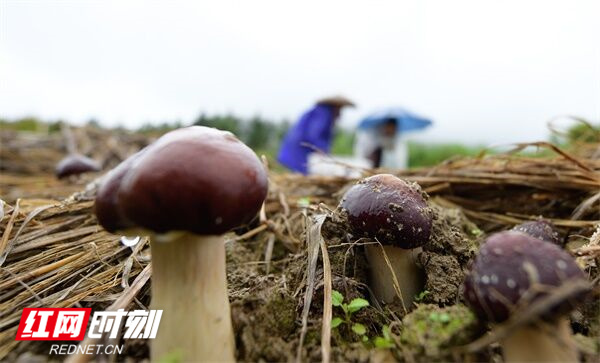 4月4日，道县仙子脚镇石山脚村松盛食用菌植专业合作社基地里，农户抢抓农时采收大球盖菇。（蒋克青 蒋晓国 林永勋 蒋杰）