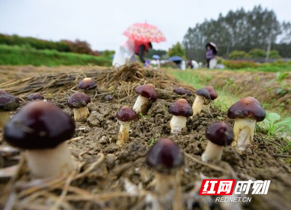 4月4日，道县仙子脚镇石山脚村松盛食用菌植专业合作社基地里，农户抢抓农时采收大球盖菇。